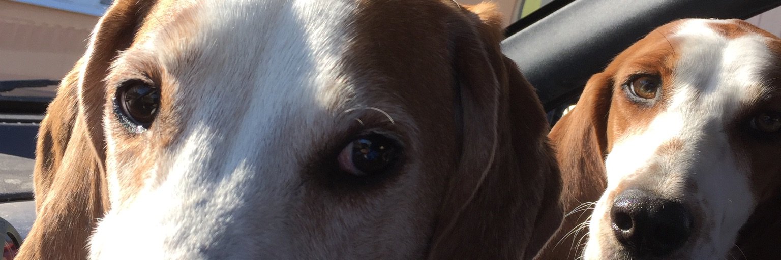 theDogRunner's profile banner image