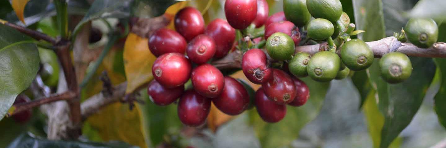 BiodynamicAgri's profile banner image