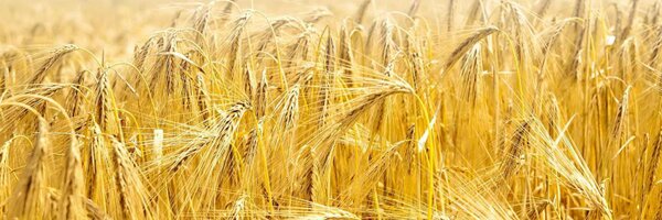 stringagro Profile Banner