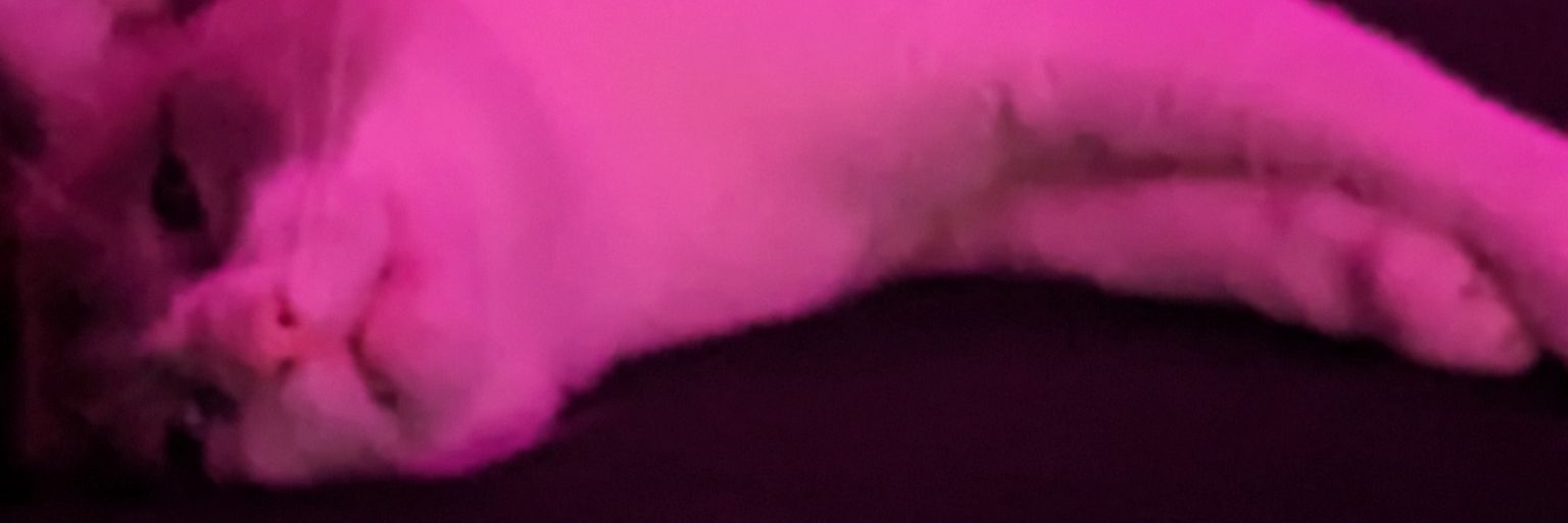 Garfool's profile banner image