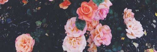 bizz_aro's profile banner image