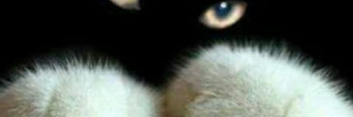 TeethWhite_Bath's profile banner image