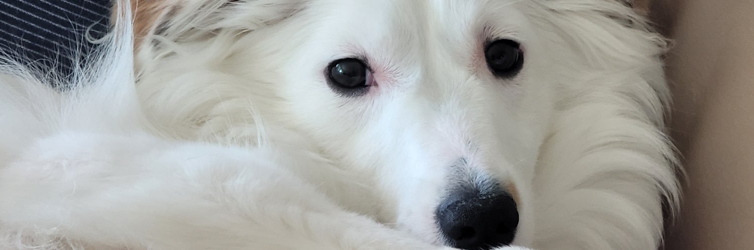 SpackAttack_'s profile banner image