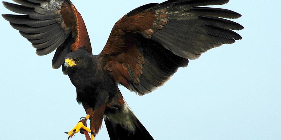 birdsatwork's profile banner image