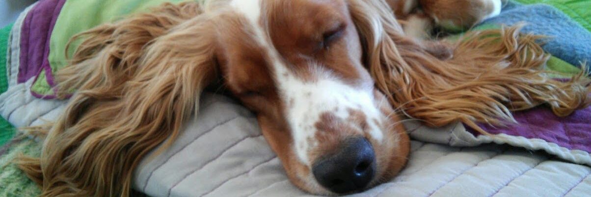 Flor_Liggerini's profile banner image