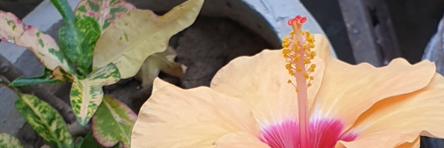 pjsriyat's profile banner image