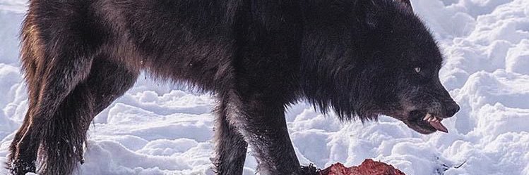 1Kountup 🅿️ banner