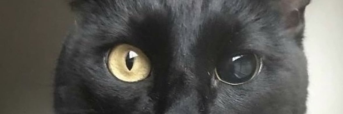 Bishez's profile banner image
