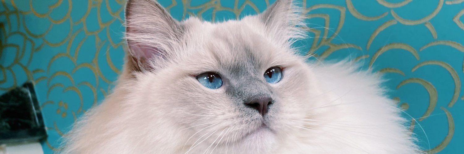 taytonjane's profile banner image