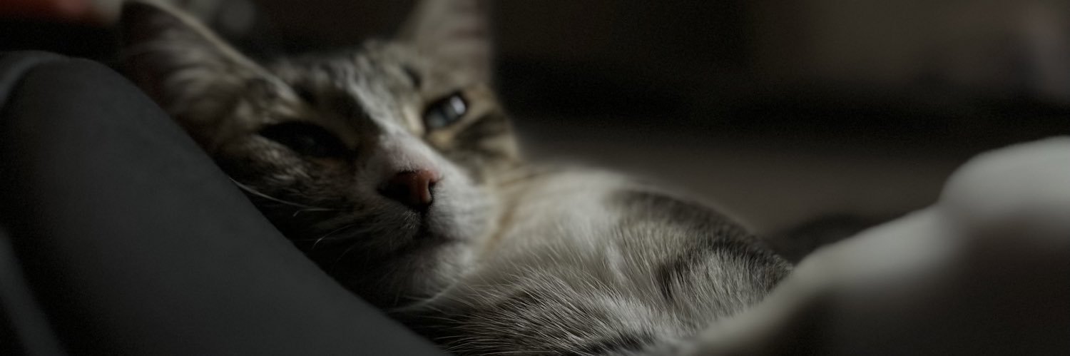freshbelmiro's profile banner image