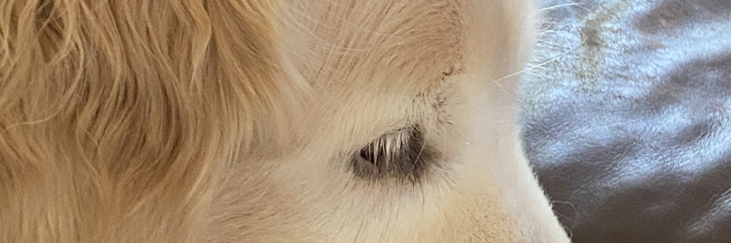 CJandBuzz's profile banner image