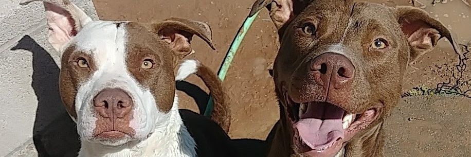 oreos_2's profile banner image