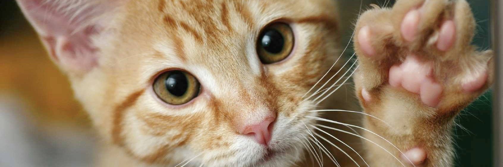 AnimalKind Inc. banner