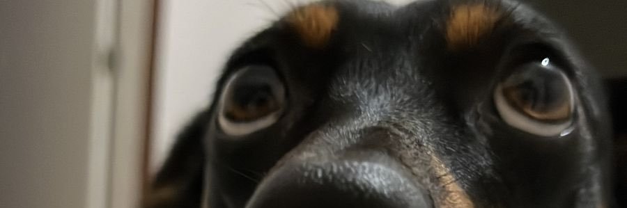 MarianaLisboad's profile banner image