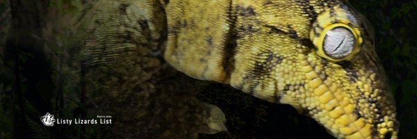 Lizard3917 Profile Banner