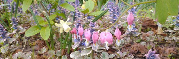 Koiviolet Profile Banner