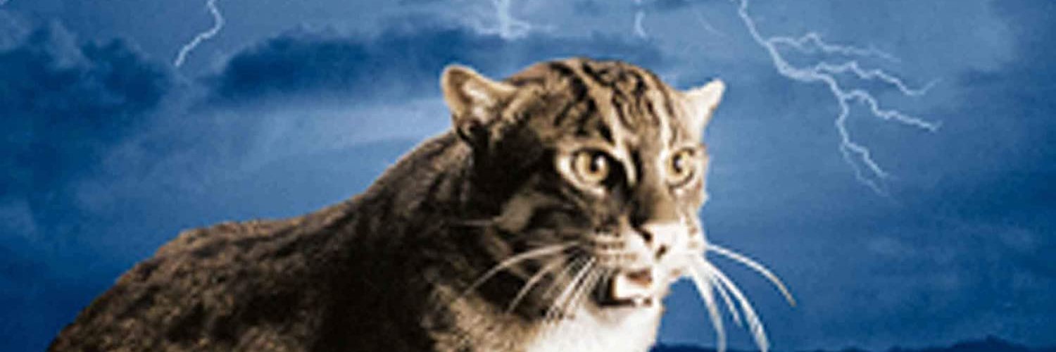 sydkatgro's profile banner image