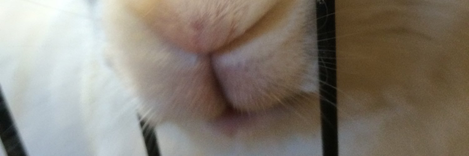 Precious ways Rabbit Sanctuary banner