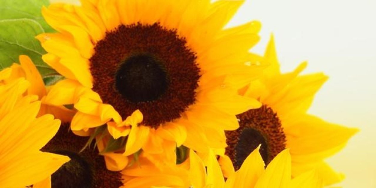 katemanine's profile banner image