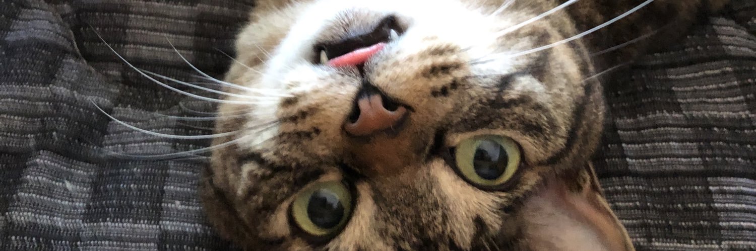 YMTCat's profile banner image