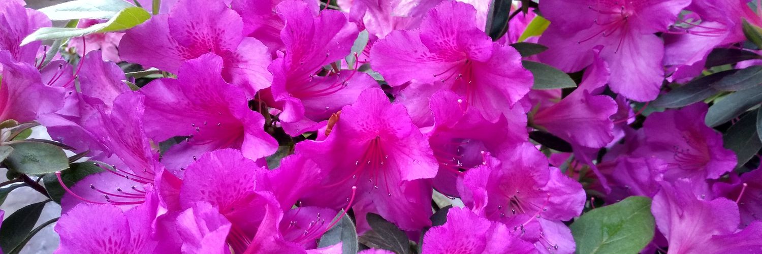 Patoblanco61's profile banner image