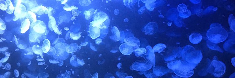 PleiadesMei's profile banner image