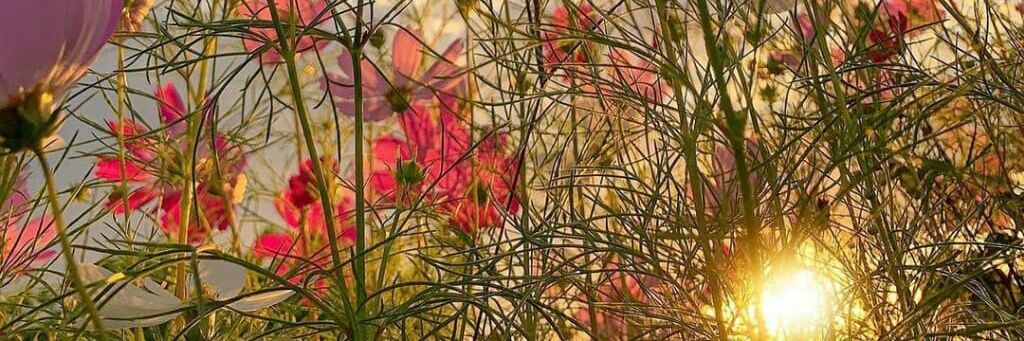 paitoon22526's profile banner image