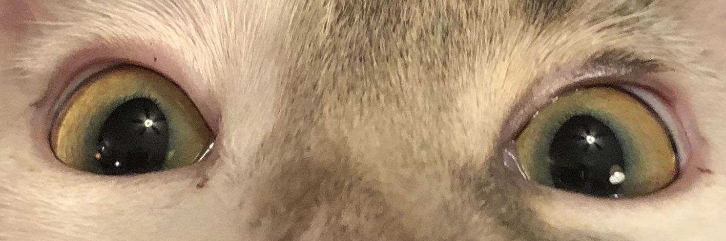 Ryan Lingenfelter banner