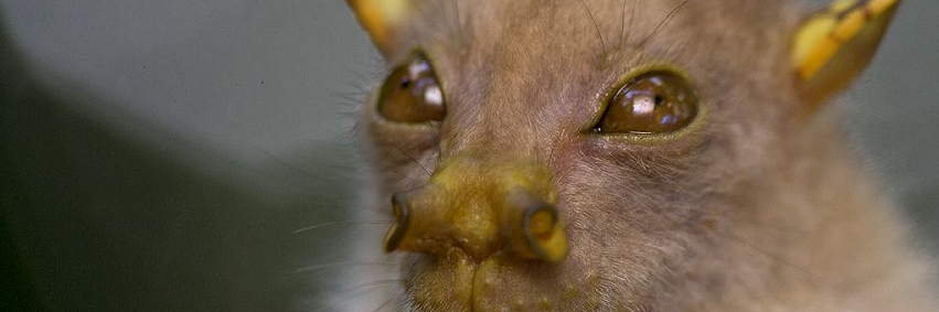 AllNaturalBats's profile banner image