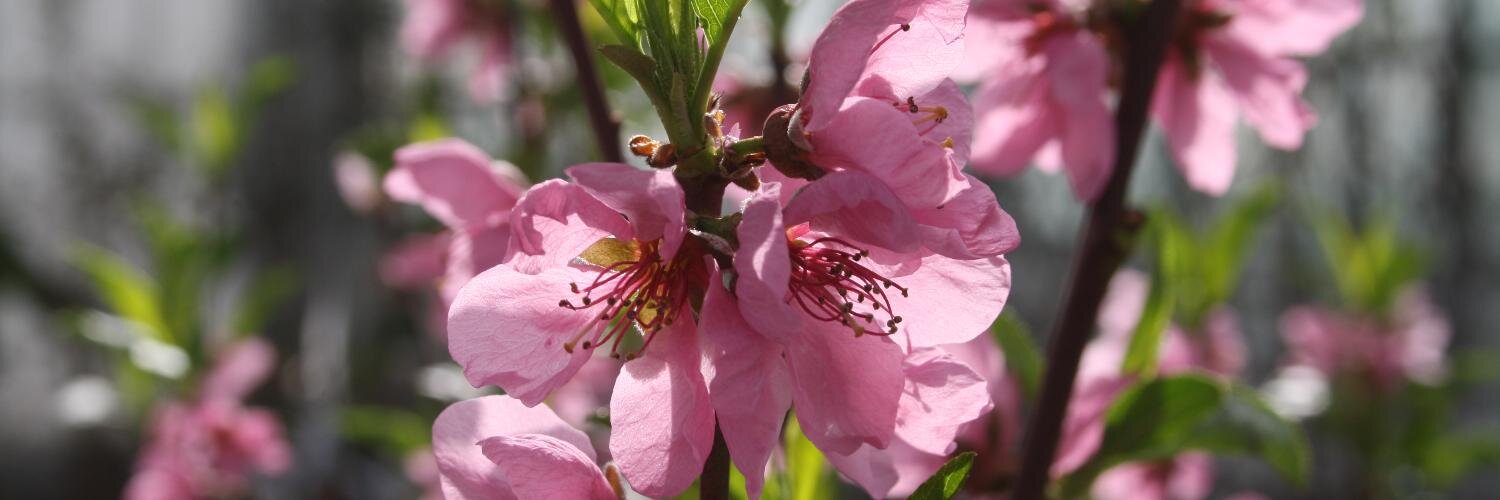 Fruitbomen's profile banner image