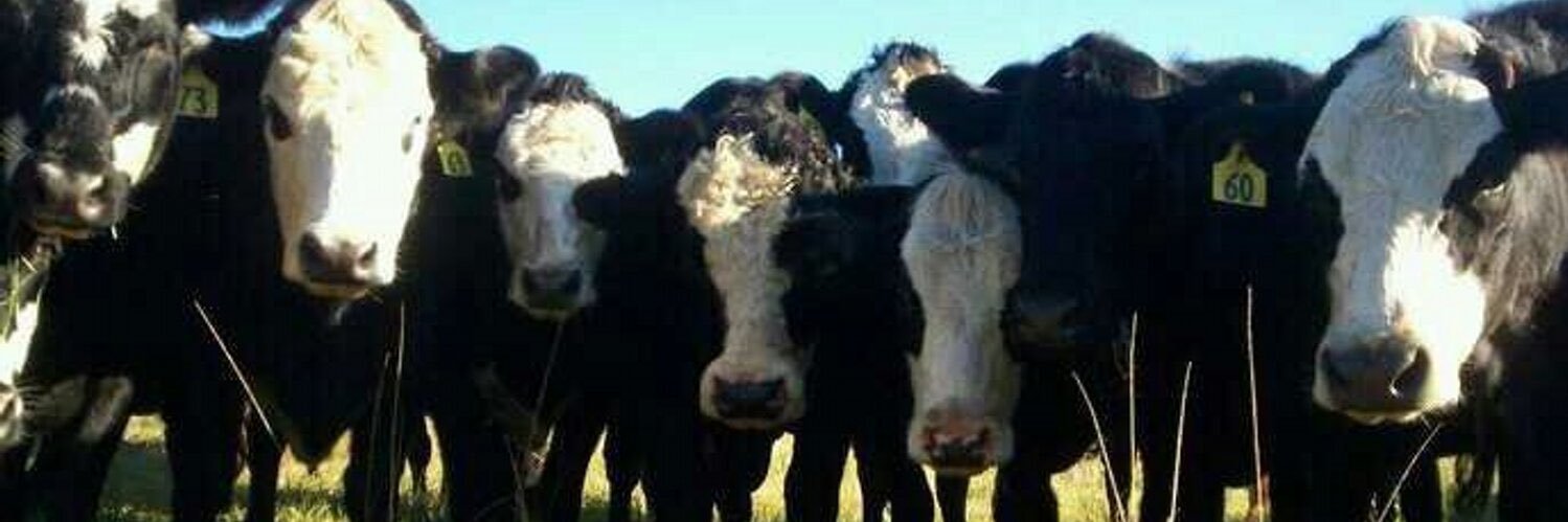 baldycattle's profile banner image