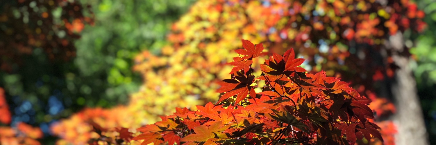 Lisa Lin, MD MS banner