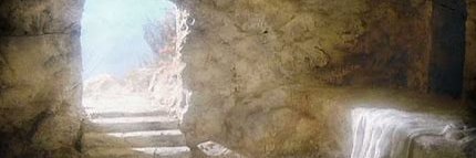 Cat Lover 🌷 banner