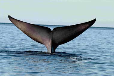 Satoshi's Whale banner