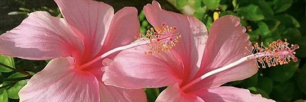 PeytonElroy Profile Banner