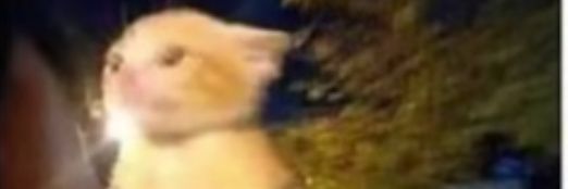lan00w's profile banner image
