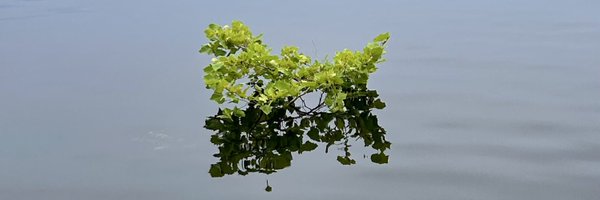 WickedWalnut Profile Banner
