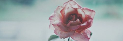 iStephanieR's profile banner image