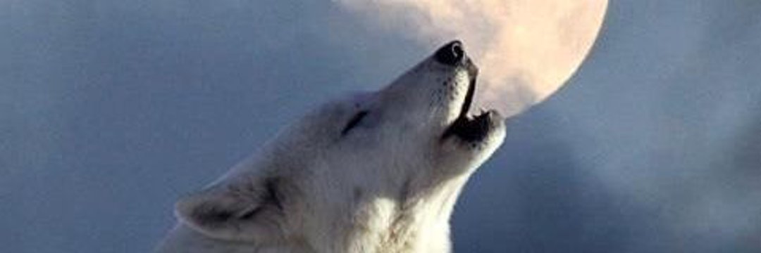 Rüdiger Haase🌍 🇺🇦🇮🇱💚📯 banner