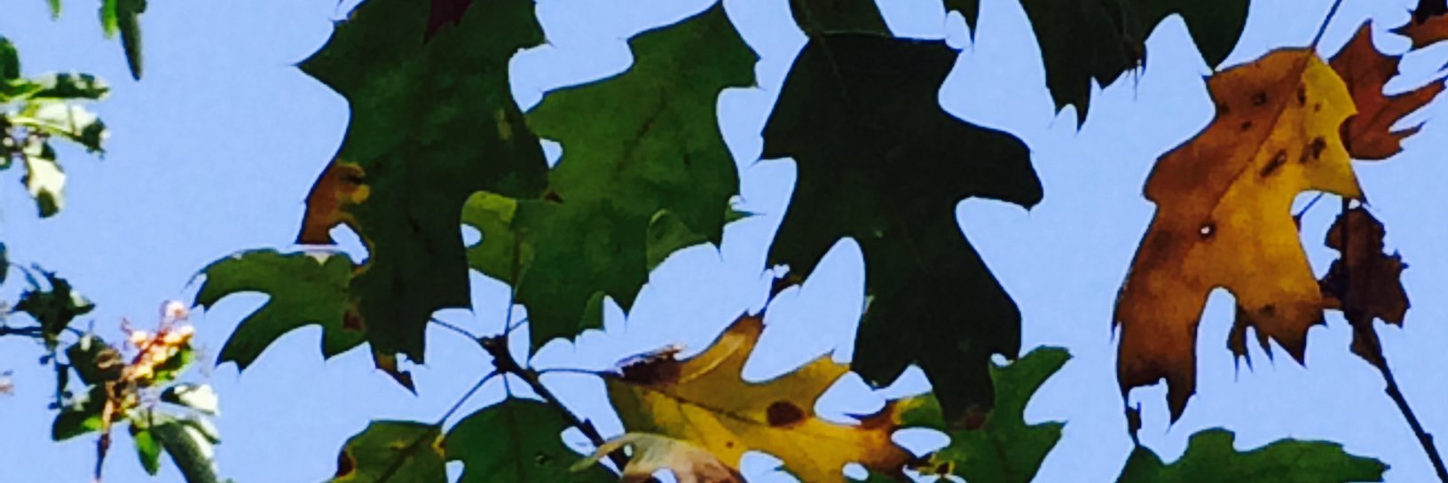 Wellmaxd1's profile banner image