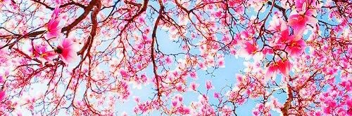 Naisha Sanchez banner