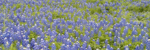 Carlisle_3rd Profile Banner