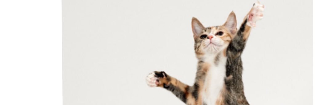 Ymฅ(^•ω•^ฅ banner