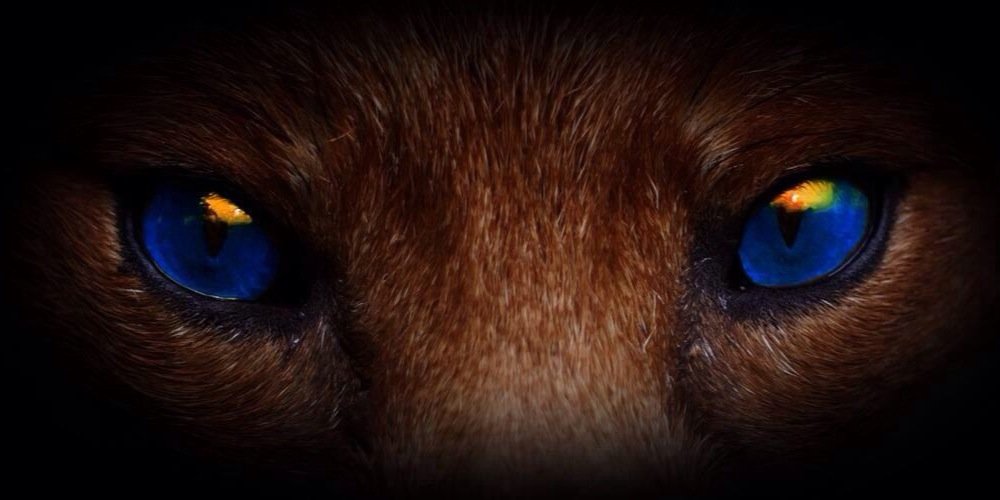 quickbluefox07's profile banner image