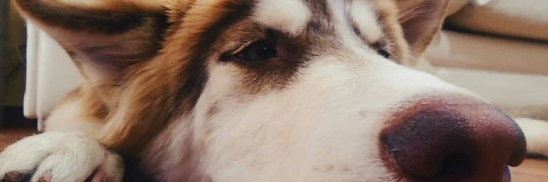 GutiCarlos's profile banner image