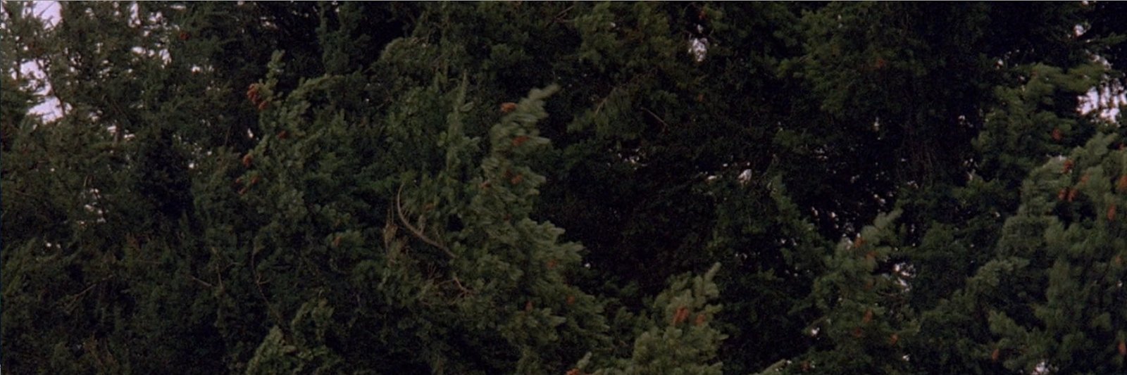 dant_rambo's profile banner image