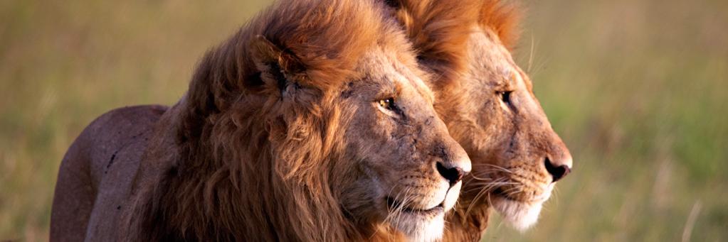 Mhetatron's profile banner image