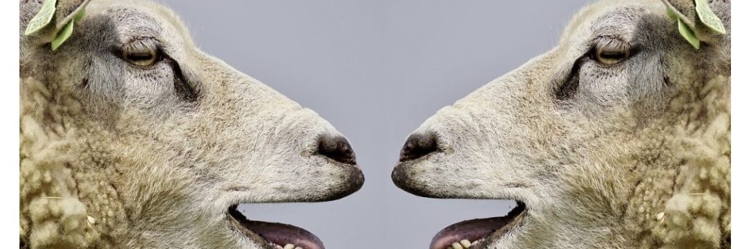 bourgchan's profile banner image
