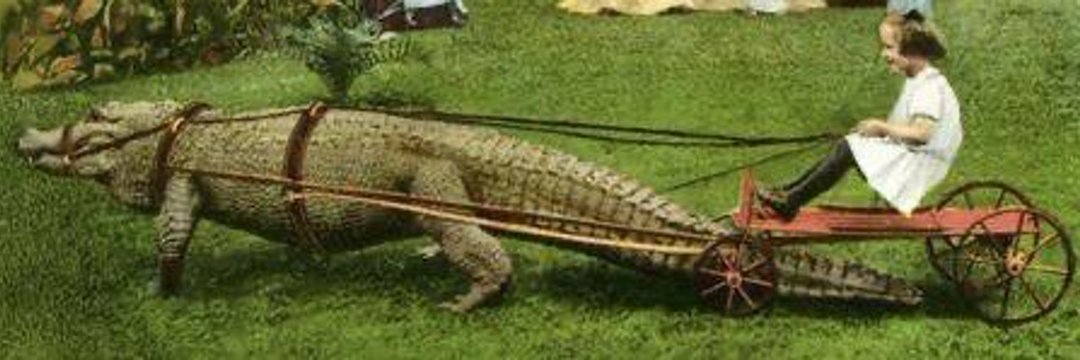 Insta: @bigodao22 🏍️🏁 banner