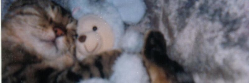 Be_Ninico's profile banner image